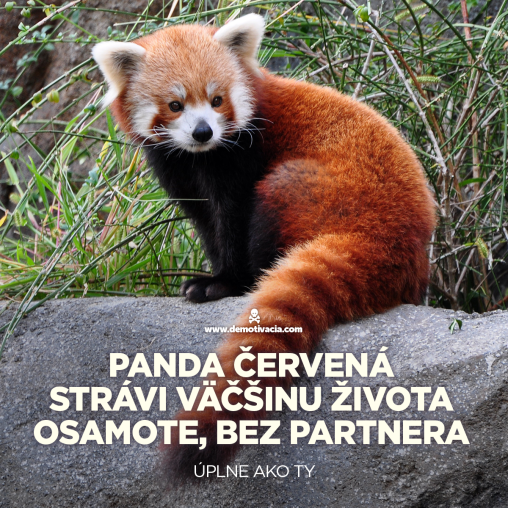 Panda červená strávi väčšinu času osamote, bez partnera. Úplne, ako ty.